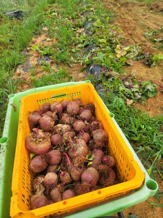 태안까망깜순이아부지님의 기타작물 · 자유게시판 작성글 사진