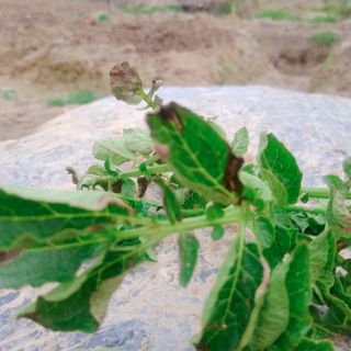 초록하늘별님의 감자 · 병해충상담 작성글 사진