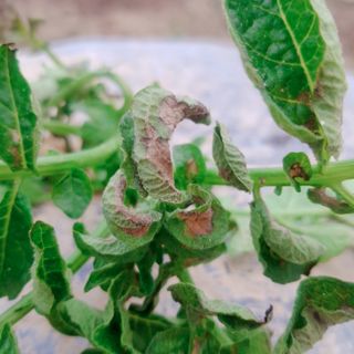 초록하늘별님의 감자 · 병해충상담 작성글 사진