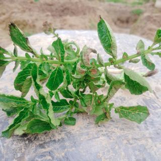 초록하늘별님의 감자 · 병해충상담 작성글 사진