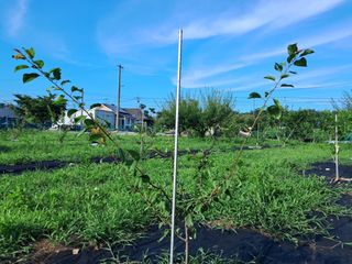 살구장수님의 자두 · 병해충상담 작성글 사진