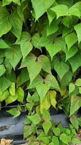 팜모닝 콩·병해충상담 게시글 이미지