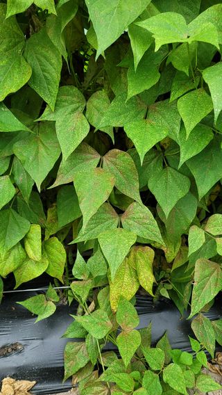 김성종님의 콩 · 병해충상담 작성글 사진