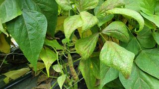 김성종님의 콩 · 병해충상담 작성글 사진