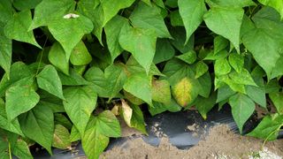 김성종님의 콩 · 병해충상담 작성글 사진