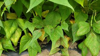 김성종님의 콩 · 병해충상담 작성글 사진