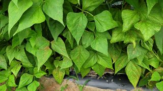 김성종님의 콩 · 병해충상담 작성글 사진