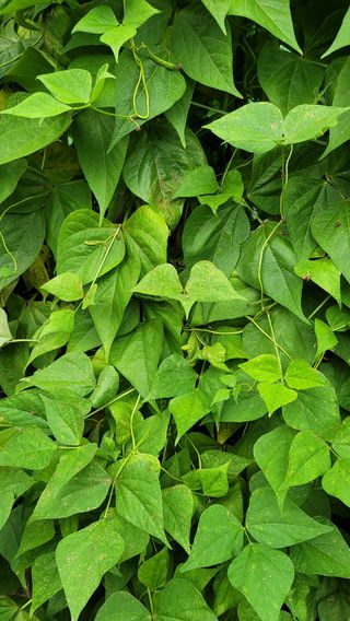 김성종님의 콩 · 병해충상담 작성글 사진