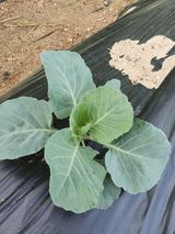 팜모닝 양배추·병해충상담 게시글 이미지