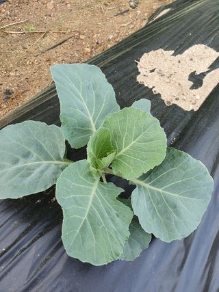 알바트로스k님의 양배추 · 병해충상담 작성글 사진