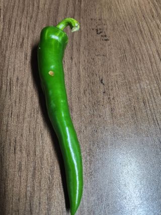 평택님의 고추 · 병해충상담 작성글 사진