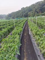 팜모닝 고추·비료•농약 게시글 이미지