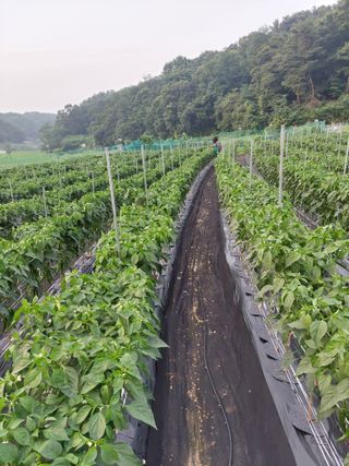 지금은 공돌이님의 고추 · 비료•농약 작성글 사진