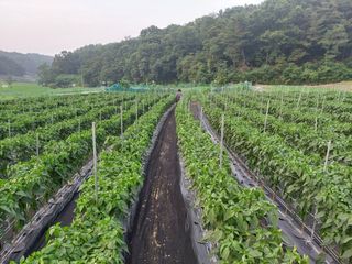 지금은 공돌이님의 고추 · 비료•농약 작성글 사진