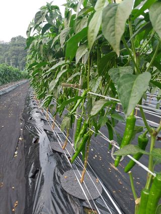 지금은 공돌이님의 고추 · 비료•농약 작성글 사진