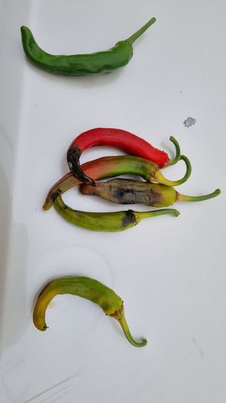 문혜농원님의 고추 · 병해충상담 작성글 사진