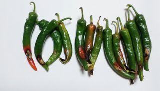 11016님의 고추 · 병해충상담 작성글 사진