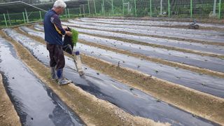 유영선님의 들깨 · 영농일지 작성글 사진