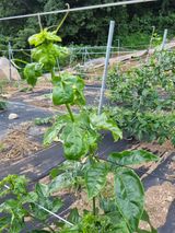 팜모닝 자유주제·자유게시판 게시글 이미지