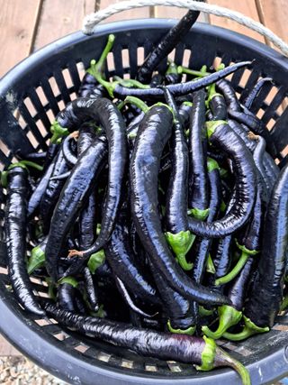 정선경님의 고추 · 수확 작성글 사진