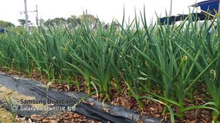 한밭골님의 마늘 · 병해충상담 작성글 사진