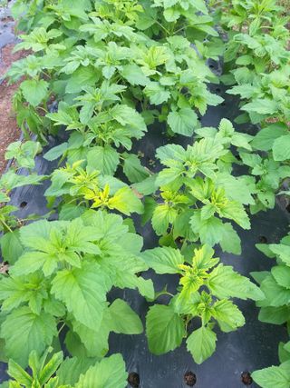 심무재 님의 참깨 · 병해충상담 작성글 사진