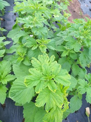 심무재 님의 참깨 · 병해충상담 작성글 사진