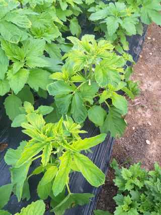 심무재 님의 참깨 · 병해충상담 작성글 사진