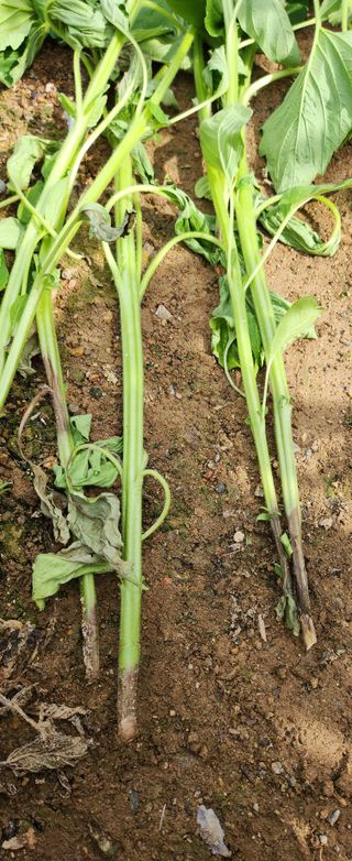 덕포킴님의 참깨 · 병해충상담 작성글 사진