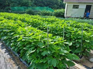 장양농원6606님의 자유주제 · 자유게시판 작성글 사진