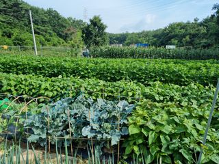 장양농원6606님의 자유주제 · 자유게시판 작성글 사진