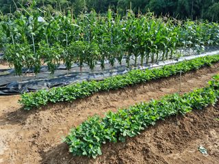 장양농원6606님의 자유주제 · 자유게시판 작성글 사진