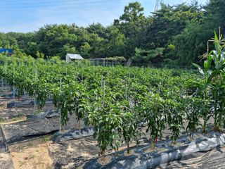 장양농원6606님의 자유주제 · 자유게시판 작성글 사진