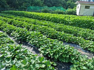 장양농원6606님의 자유주제 · 자유게시판 작성글 사진