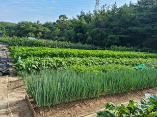 장양농원6606님의 자유주제 · 자유게시판 작성글 사진