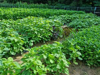 장양농원6606님의 자유주제 · 자유게시판 작성글 사진