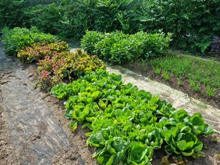 장양농원6606님의 자유주제 · 자유게시판 작성글 사진