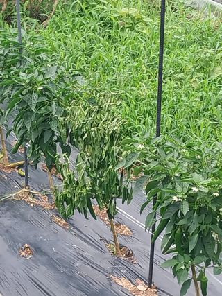 김석율님의 고추 · 병해충상담 작성글 사진