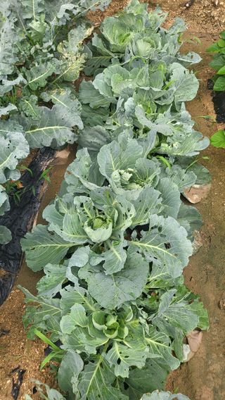 짱순이연속8월출석왕님의 양배추 · 병해충상담 작성글 사진