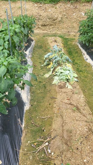 짱순이연속8월출석왕님의 양배추 · 병해충상담 작성글 사진