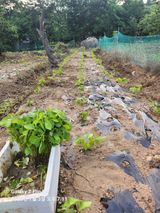 팜모닝 들깨·자유게시판 게시글 이미지