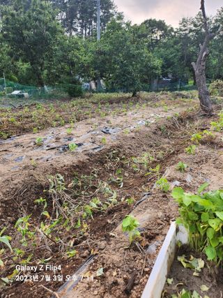 류지한안년하세요님의 들깨 · 자유게시판 작성글 사진