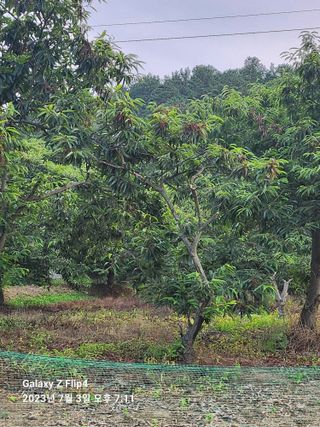류지한안년하세요님의 들깨 · 자유게시판 작성글 사진