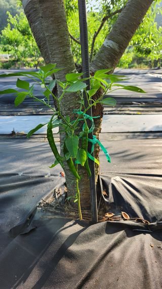 호두마루님의 고추 · 일상 작성글 사진