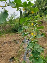 팜모닝 오이·영농일지 게시글 이미지