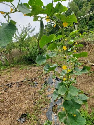 레인보우가든님의 오이 · 영농일지 작성글 사진