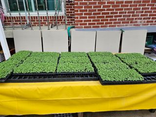 김조영님의 들깨 · 영농일지 작성글 사진