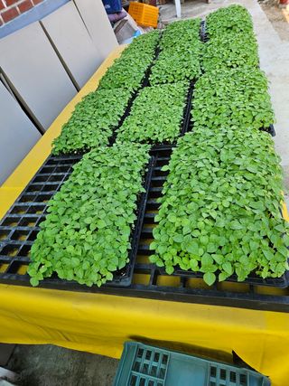 김조영님의 들깨 · 영농일지 작성글 사진