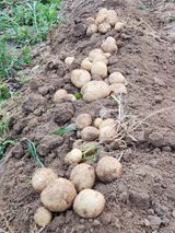 팜모닝 감자·자유게시판 게시글 이미지