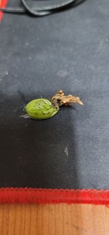 팜모닝 기타작물·병해충상담 게시글 이미지